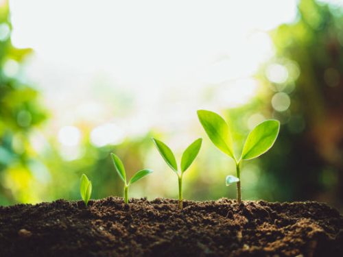 evolution -pic Close-Up Of Fresh Green Plant Growing,Tree Growth Steps In nature And beautiful morning lighting
